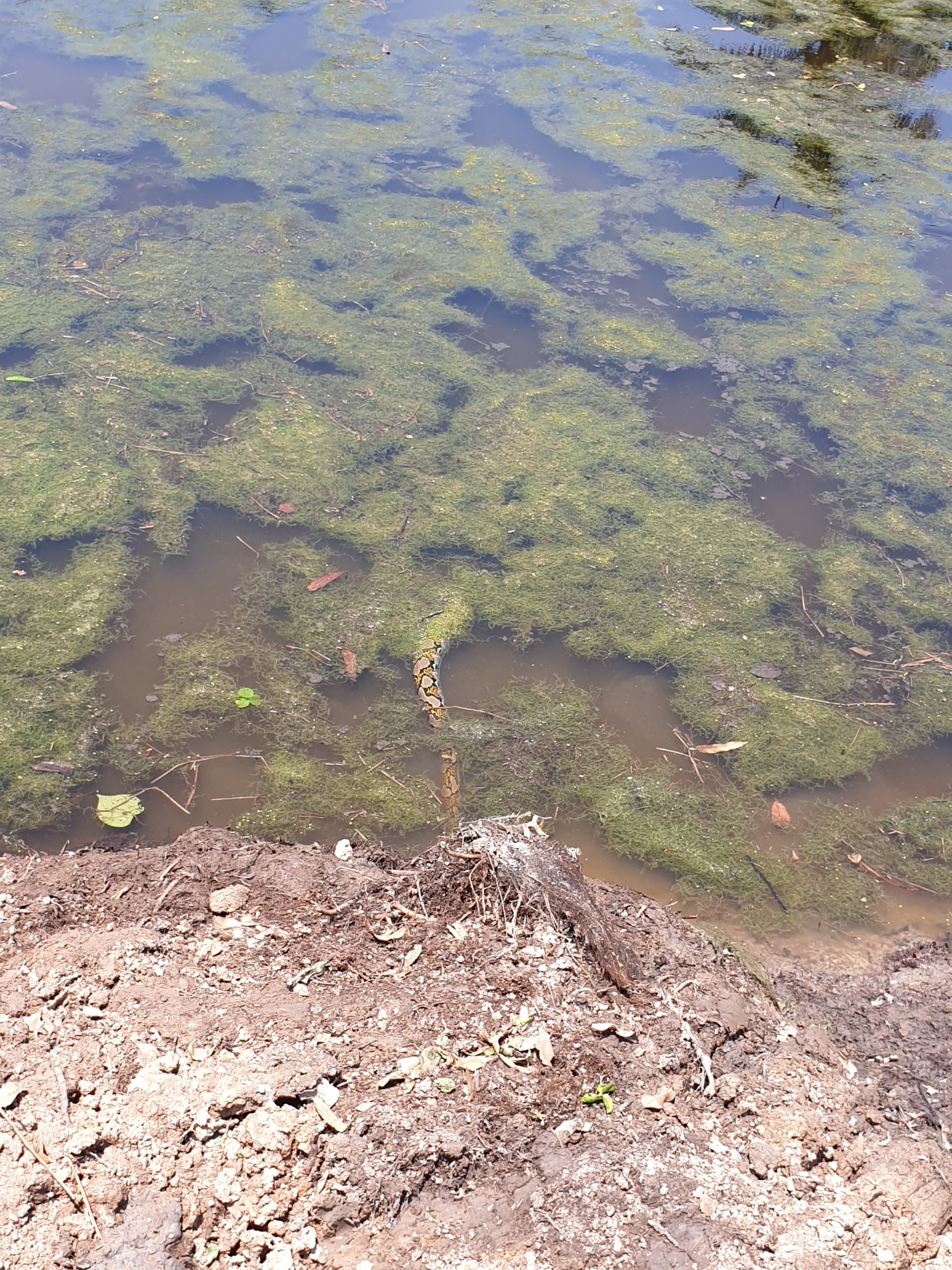 Nature Pays a Visit: Close Encounter with a 3-Meter Python