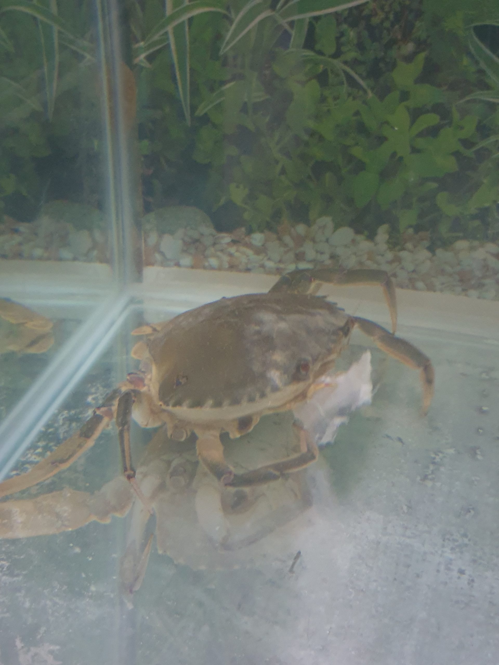 Adapting to Change: Learning Mudcrab Farming from Home Amidst Covid