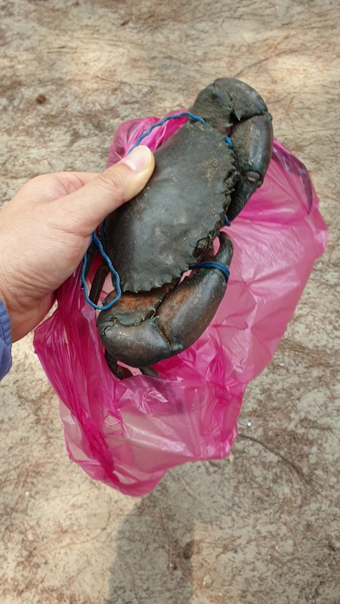 Wild Crab Encounter: Unveiling the Potential for Mudcrab Farming at the Mangrove!